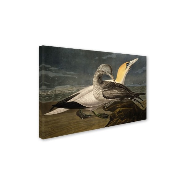 John James Audubon 'Gannets' Canvas Art,16x24